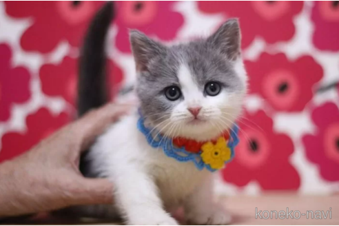 成約済の東京都のスコティッシュフォールド-99788の3枚目